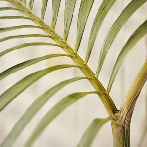 Palme d'areca artificiel vue de près : rachis arqué et folioles fines régulièrement réparties