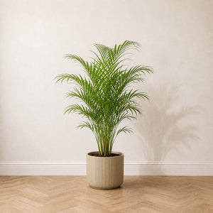 Palmier Areca artificiel 130 cm, la première pièce du Coin Jungle