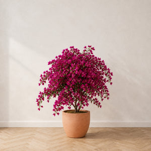 Bougainvillier artificiel 120 cm à bractées fuchsia, dans un pot en terre cuite claire, sur un parquet en chêne à bâtons rompus