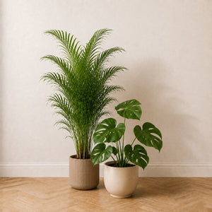 Coin Jungle : palmier areca 130 cm et monstera 60 cm côte à côte, la différence de hauteur est visible