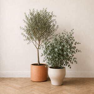 Duo Méditerranéen : olivier artificiel 150 cm en pot terracotta et eucalyptus 130 cm en pot crème, côte à côte