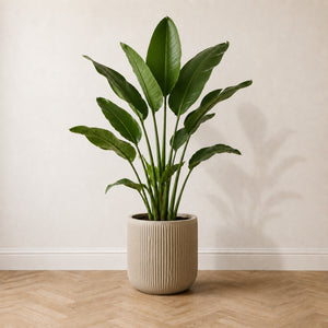 Strelitzia artificiel 150 cm, deuxième pièce du Trio Signature