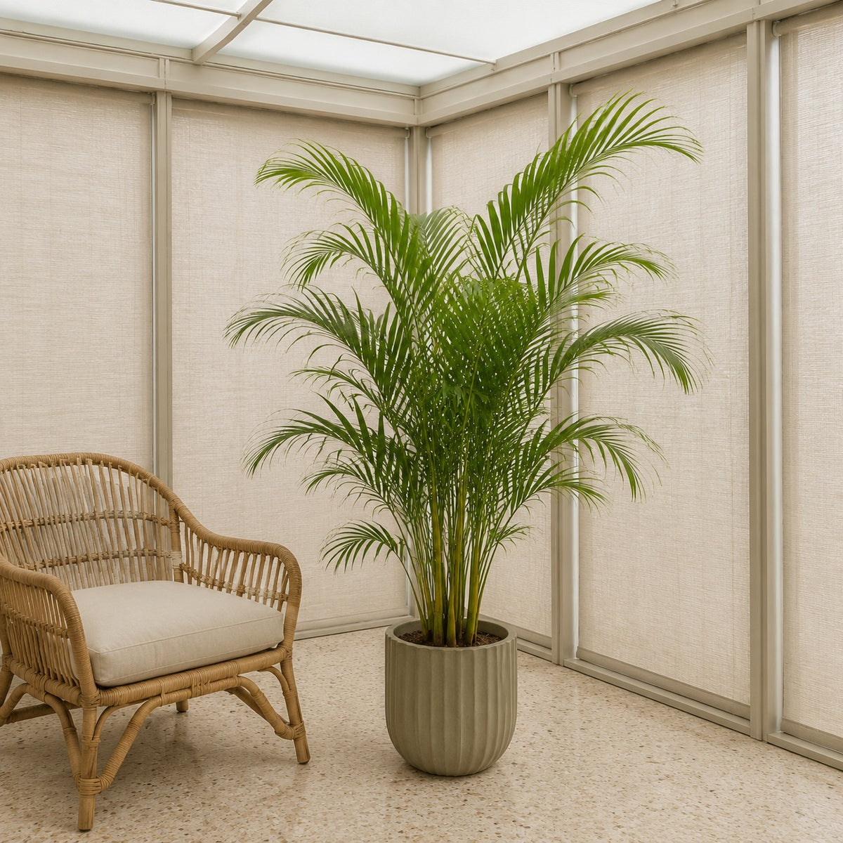Palmier areca artificiel 130 cm dans une véranda vitrée aux stores baissés, à côté d'un fauteuil en rotin