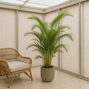 Palmier areca artificiel 130 cm dans une véranda vitrée aux stores baissés, à côté d'un fauteuil en rotin
