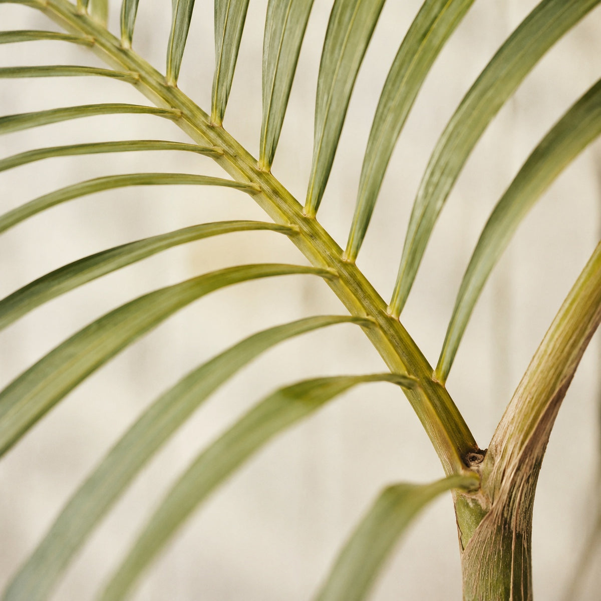 Palme d'areca artificiel vue de près : rachis arqué et folioles fines régulièrement réparties
