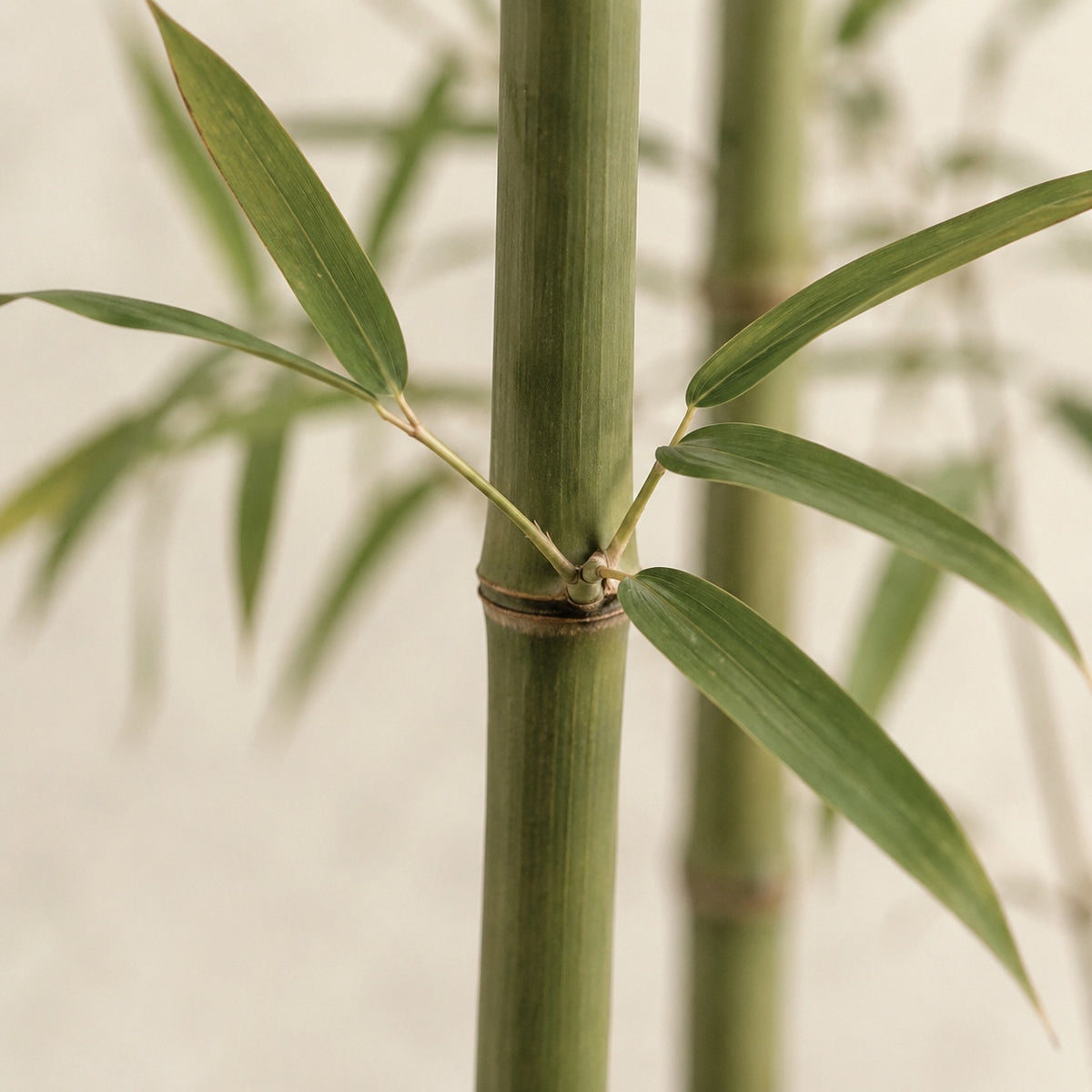 Chaume de bambou artificiel vu de près : nœud marqué et feuilles lancéolées étroites