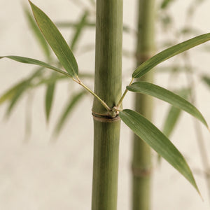Chaume de bambou artificiel vu de près : nœud marqué et feuilles lancéolées étroites