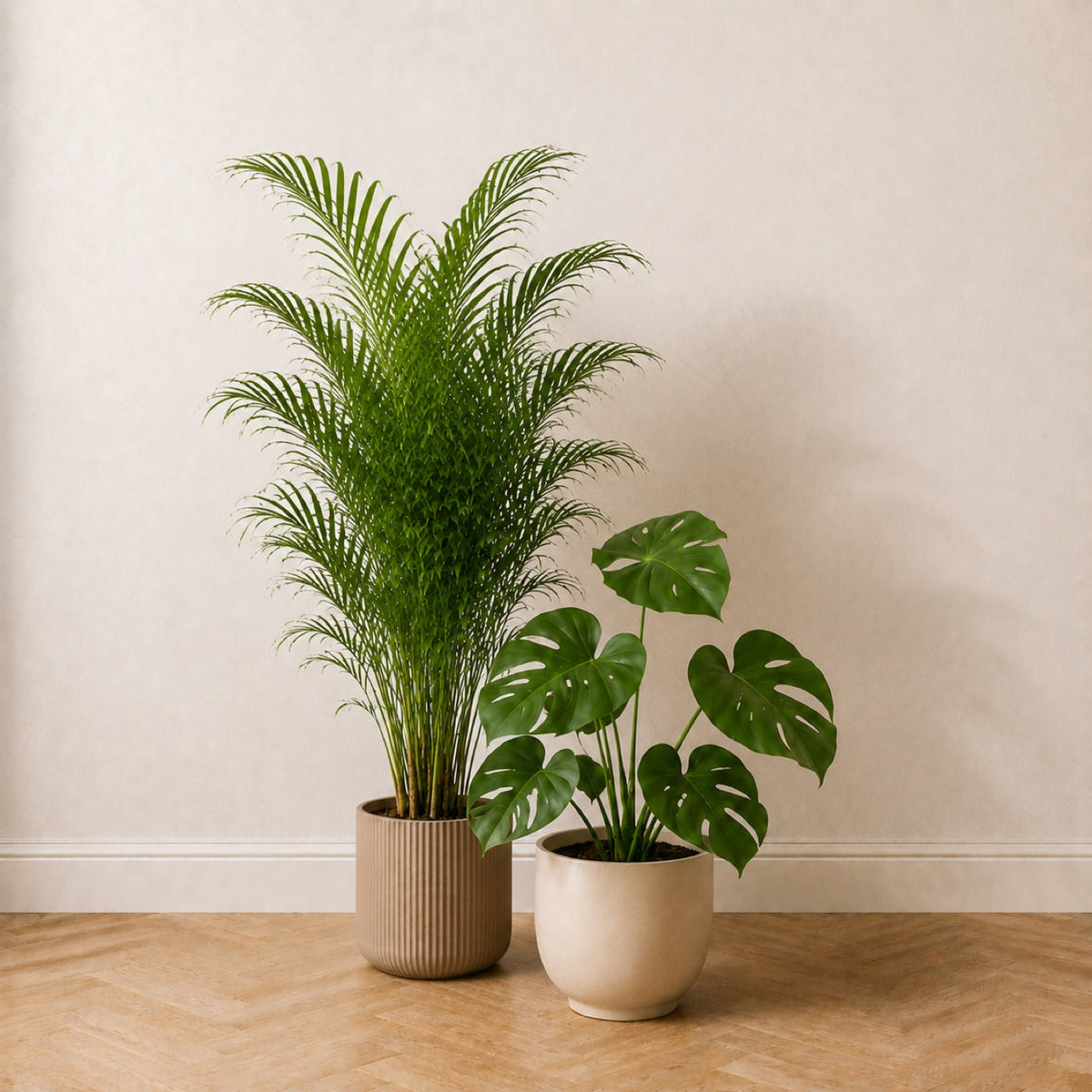 Coin Jungle : palmier areca 130 cm et monstera 60 cm côte à côte, la différence de hauteur est visible