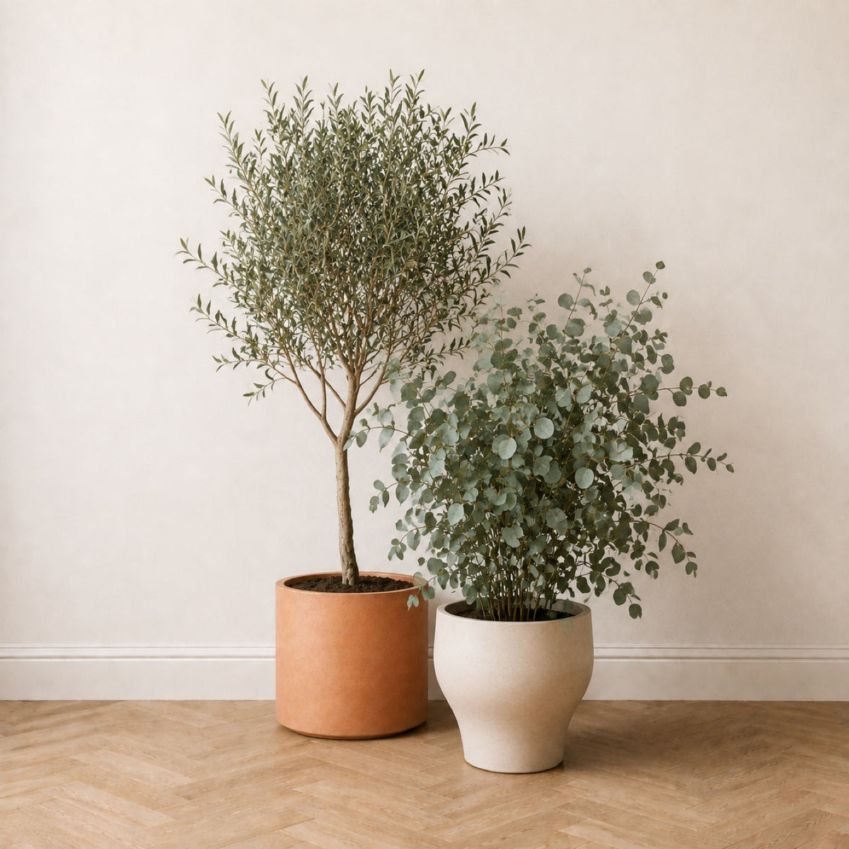 Duo Méditerranéen : olivier artificiel 150 cm en pot terracotta et eucalyptus 130 cm en pot crème, côte à côte