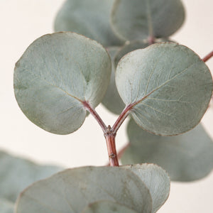 Feuillage d'eucalyptus artificiel vu de près : feuilles rondes bleu argenté sur une tige rougeâtre