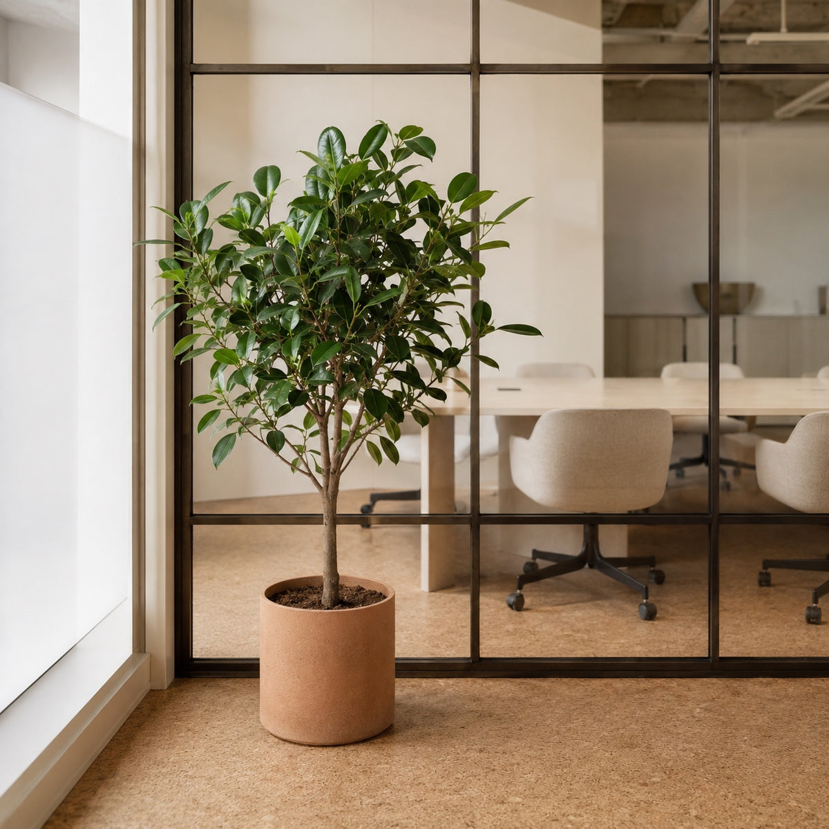 Ficus artificiel 120 cm dans un bureau d'agence, devant une verrière d'atelier