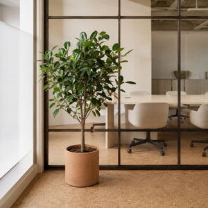 Ficus artificiel 120 cm dans un bureau d'agence, devant une verrière d'atelier