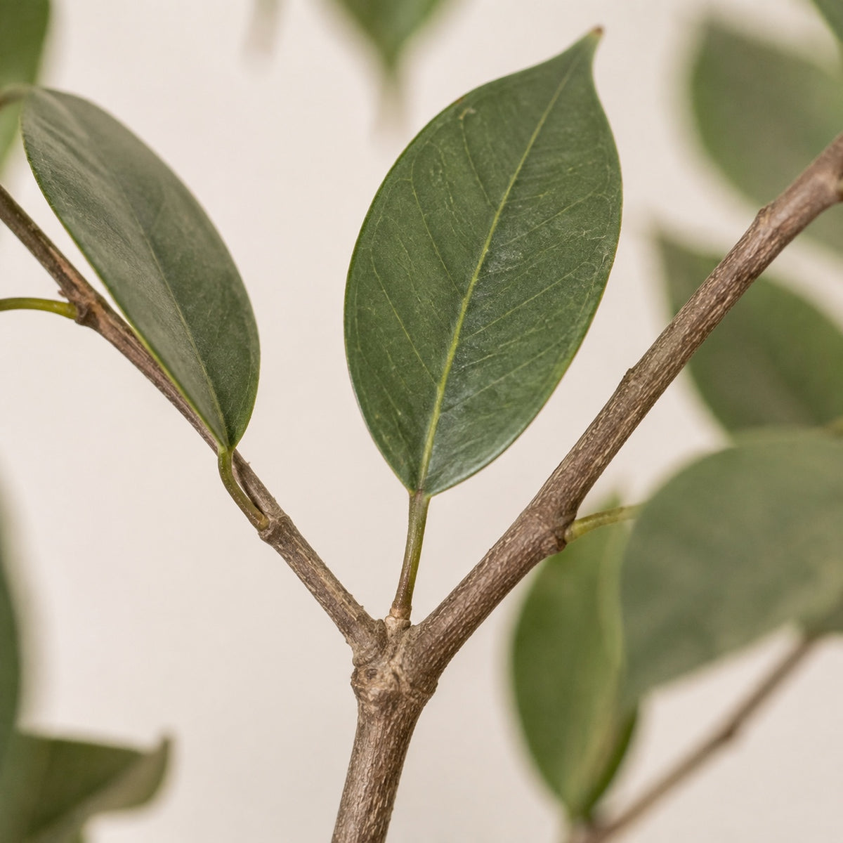 Feuillage de ficus artificiel vu de près : feuille ovale à nervure médiane nette et fourche de branche
