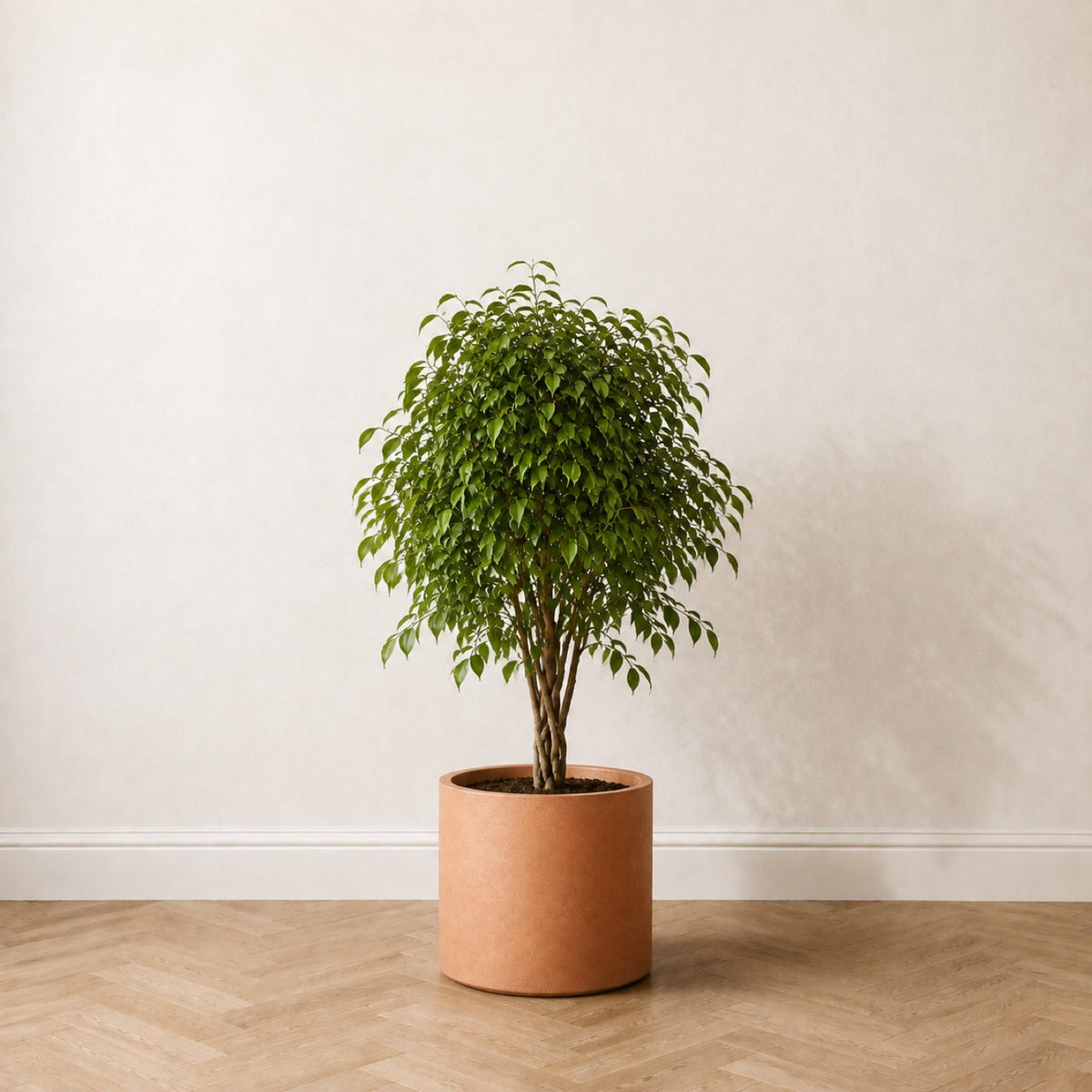 Ficus artificiel 120 cm dans un pot en terre cuite claire, sur un parquet en chêne à bâtons rompus