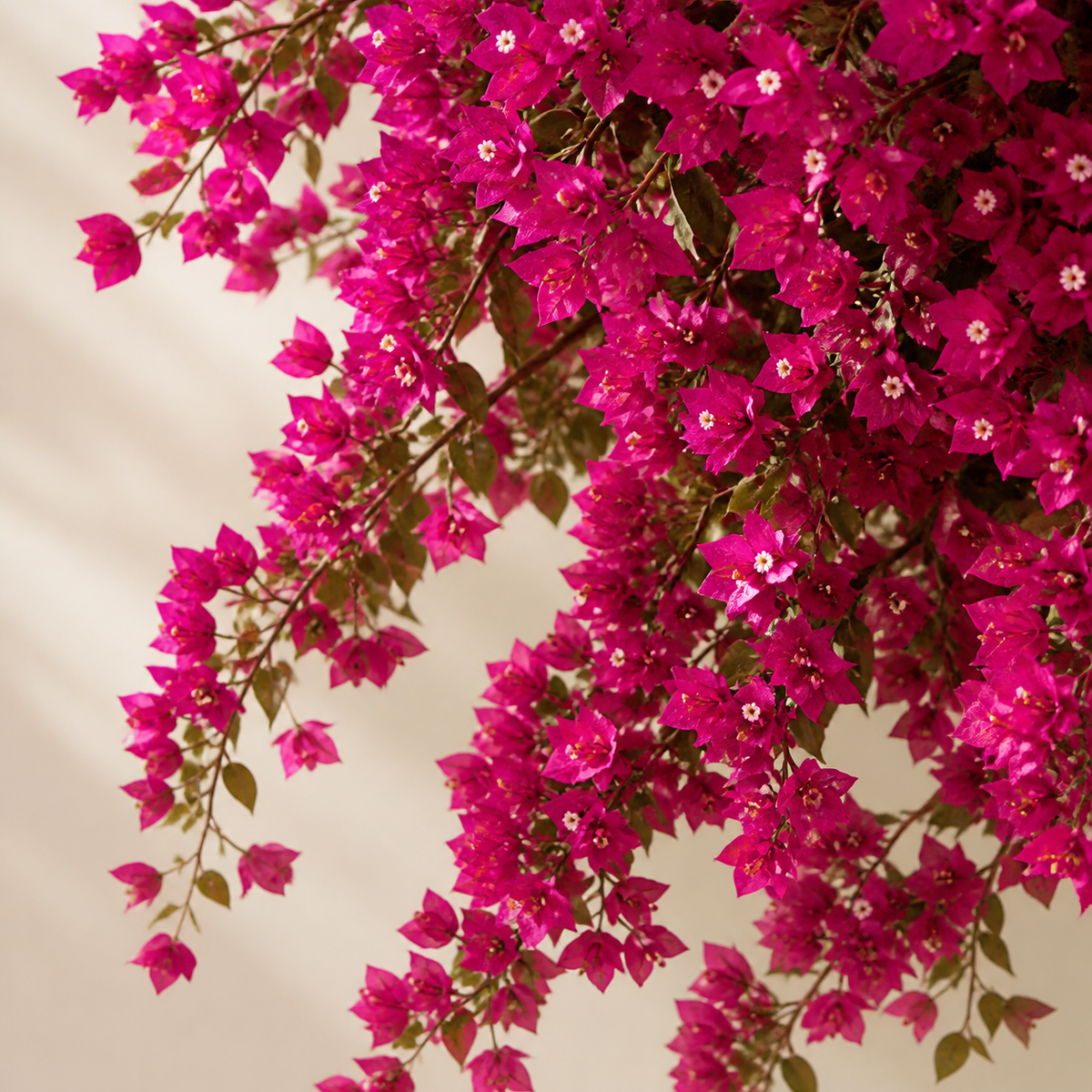 Bougainvillier artificiel 120 cm — rose fuchsia