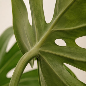Feuille de monstera artificielle vue de près : fenestrations et pétiole épais