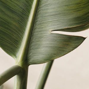 Feuille de strelitzia artificiel vue de près : côte centrale épaisse et fente naturelle sur le bord