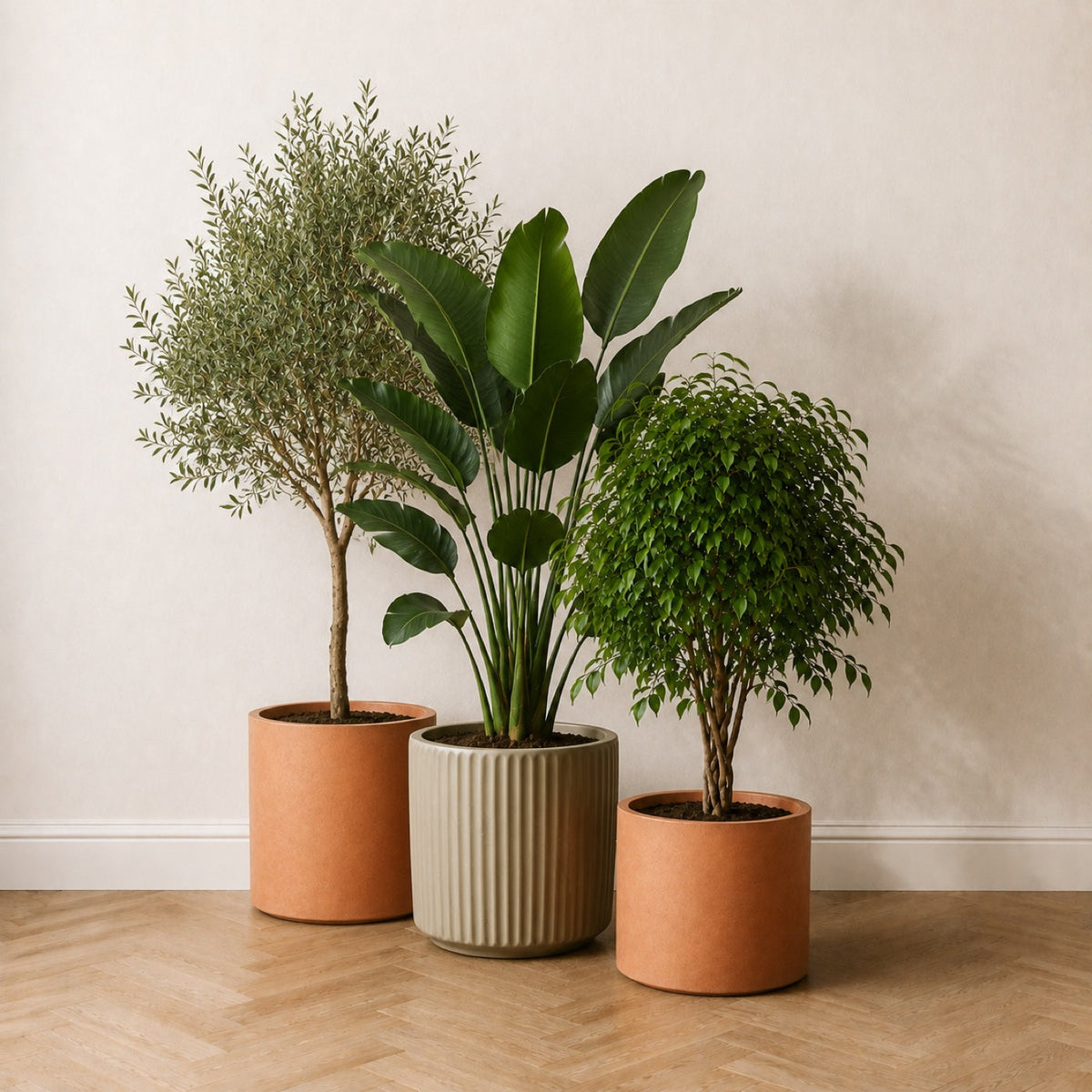 Trio Signature : olivier 150 cm, strelitzia 150 cm et ficus 120 cm réunis dans une même pièce