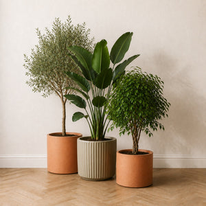 Trio Signature : olivier 150 cm, strelitzia 150 cm et ficus 120 cm réunis dans une même pièce